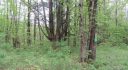 NEW YORK 37 ACRES