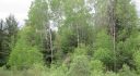 NEW YORK 37 ACRES