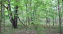 NEW YORK 37 ACRES