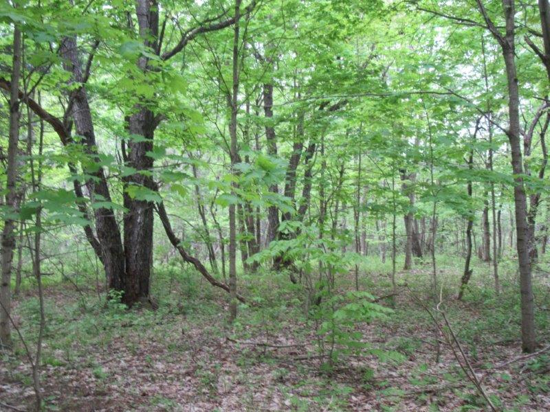 NEW YORK 37 ACRES