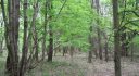 NEW YORK 37 ACRES