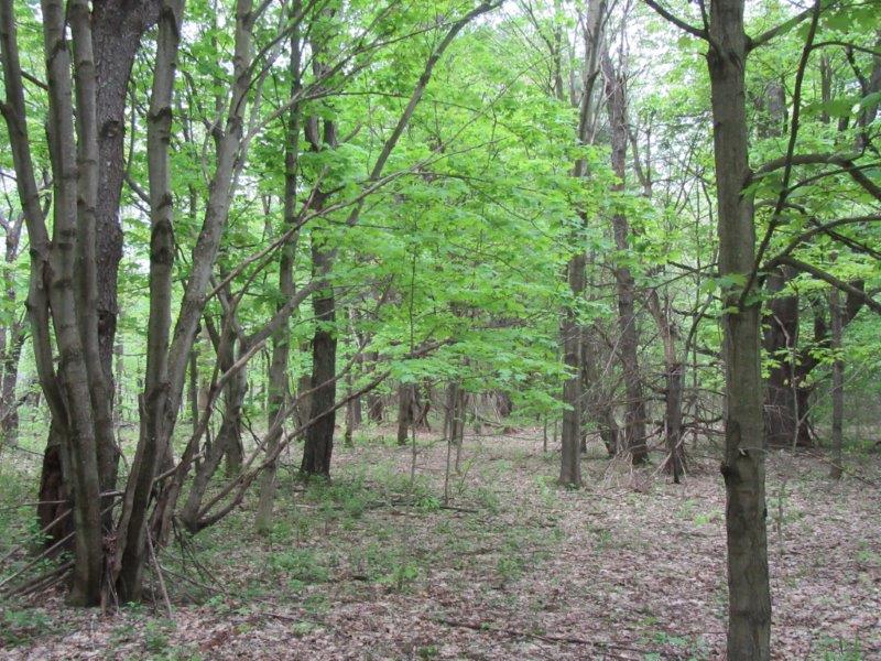 NEW YORK 37 ACRES