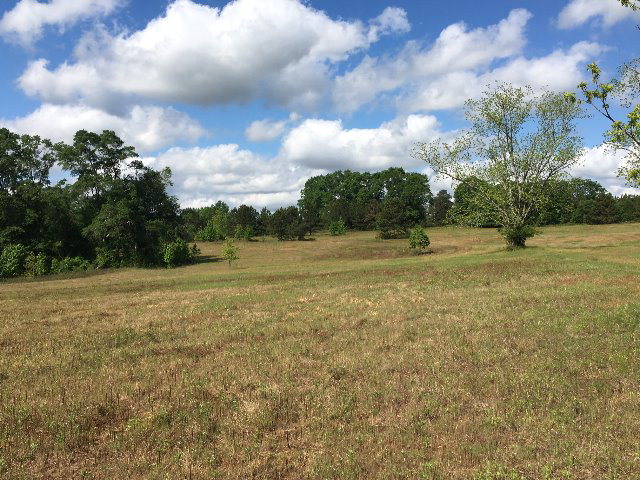Alabama Land For Sale – 40 Acres