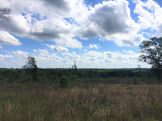 Alabama Land For Sale – 40 Acres