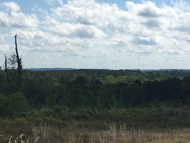 Alabama Land For Sale – 40 Acres