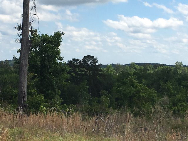 Alabama Land For Sale – 40 Acres