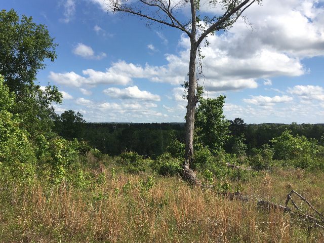 Alabama Land For Sale – 40 Acres