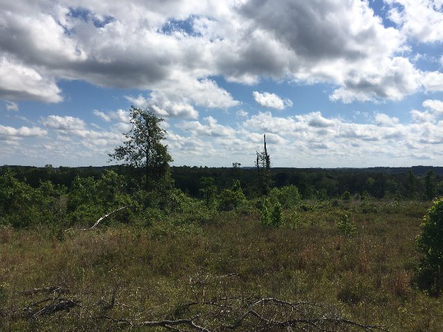 Alabama Land For Sale – 40 Acres