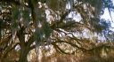 40 acres in Lafayette County, Florida