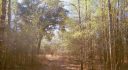 40 acres in Lafayette County, Florida