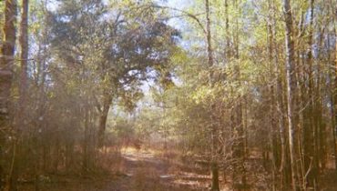 40 acres in Lafayette County, Florida