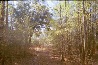 40 acres in Lafayette County, Florida