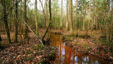 Jackson County Timberland Tract