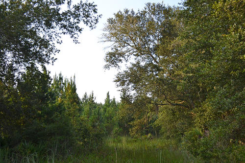 Levy County, Otter Creek, Florida, United States