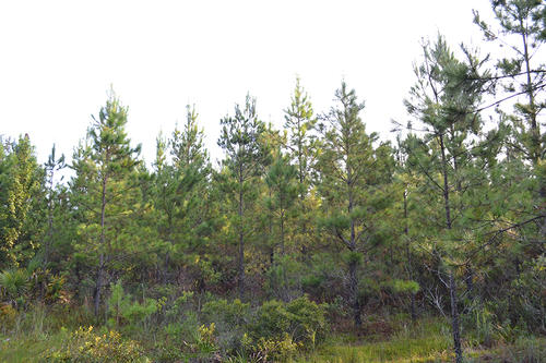 Levy County, Otter Creek, Florida, United States