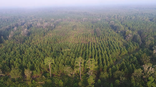 Levy County, Otter Creek, Florida, United States